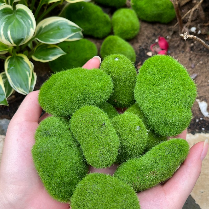 50/5PCS Artificial Foam Moss R - Terrarium Moss Art review and price